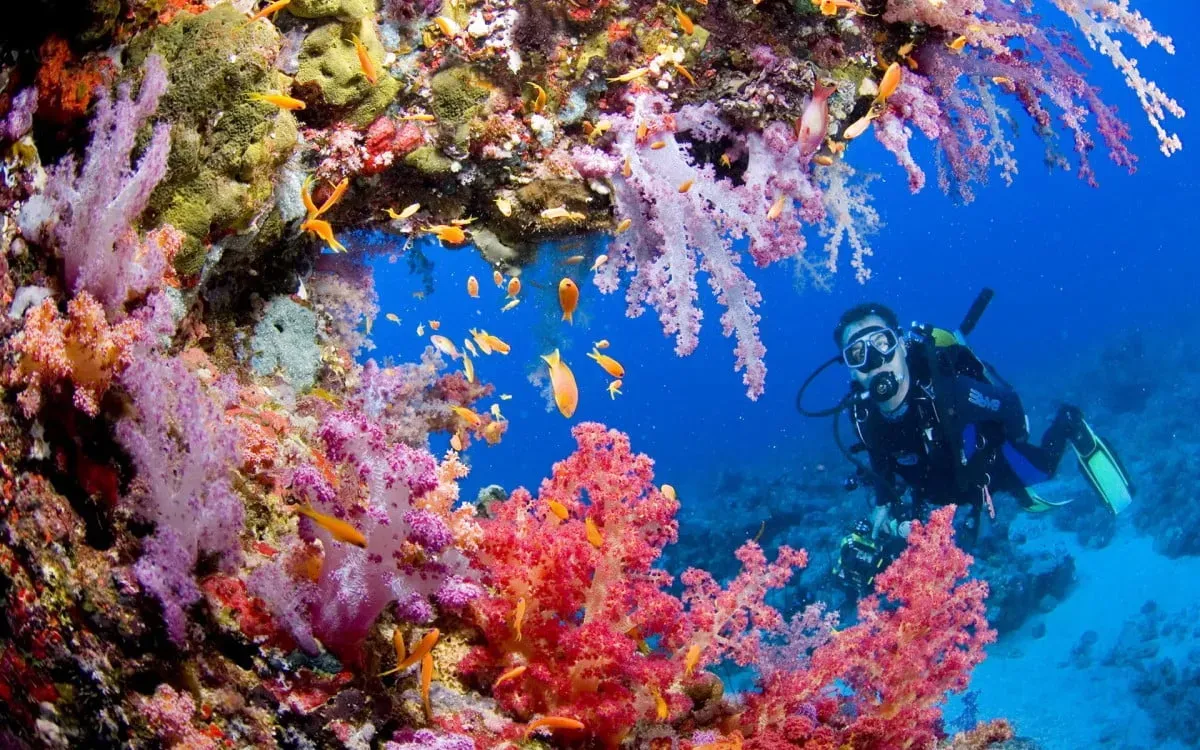 La Isla Zulueta coral nursery